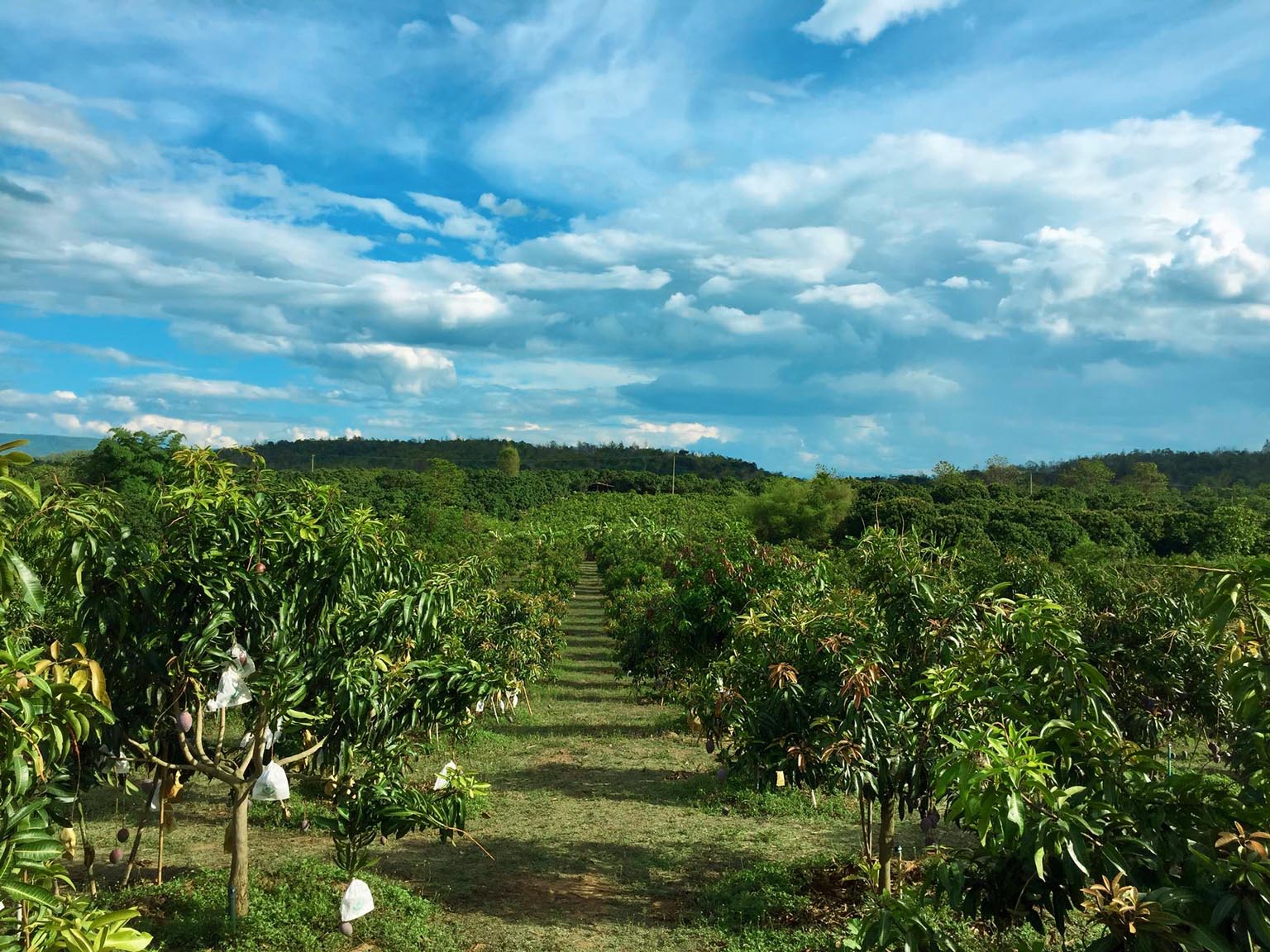 About Kaneko Farm